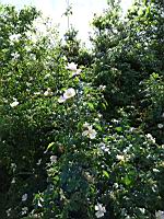 Aubepine (Abbaye de Saint-Michel de Cuxa, P-O, 2017-10) (4)